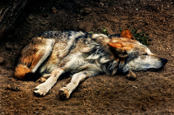 Mexican Wolf