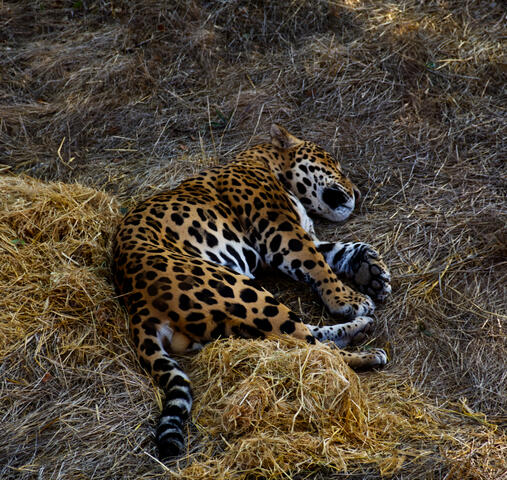 Jaguar Nap