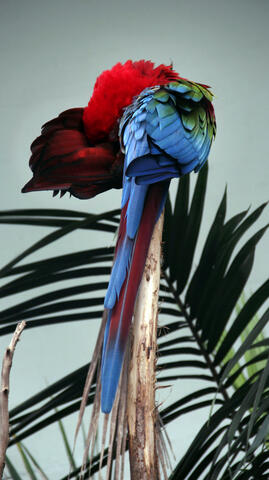Preening Parrot