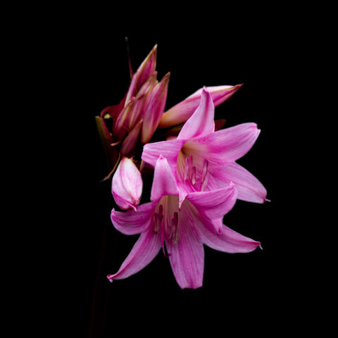 Belladona Lily (On Black)